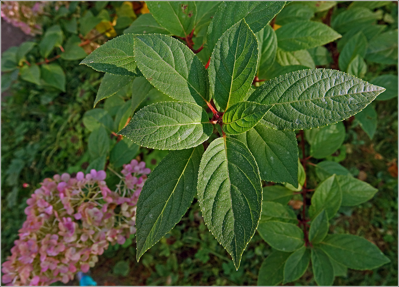 Image of Hydrangea paniculata specimen.