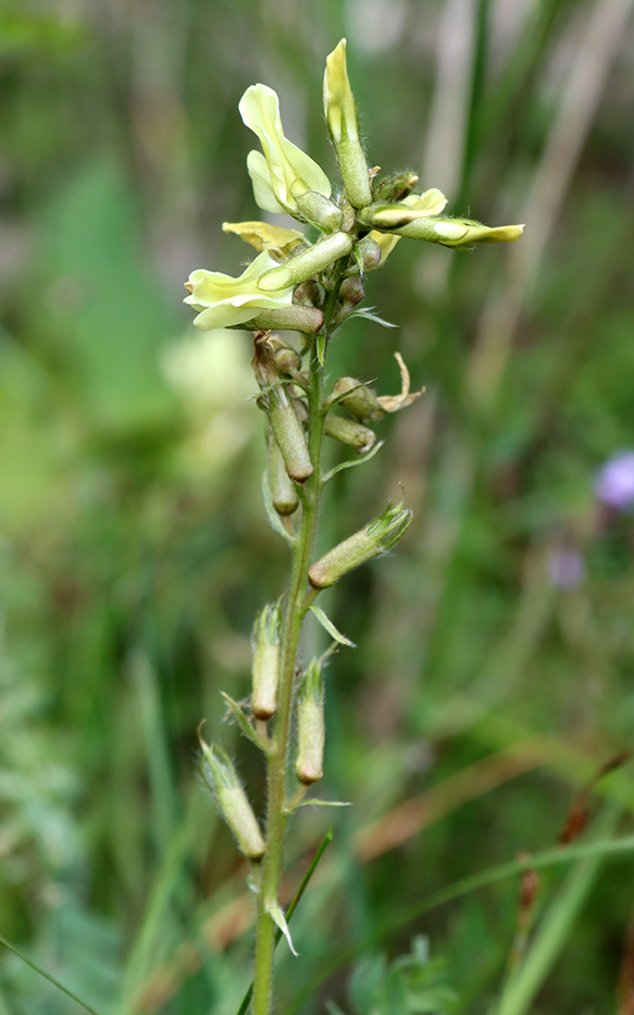 Image of Oxytropis macrodonta specimen.