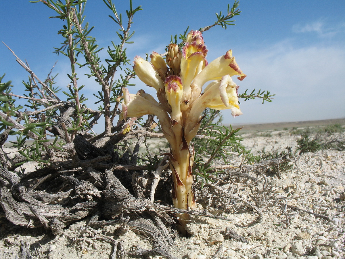 Image of Cistanche salsa specimen.