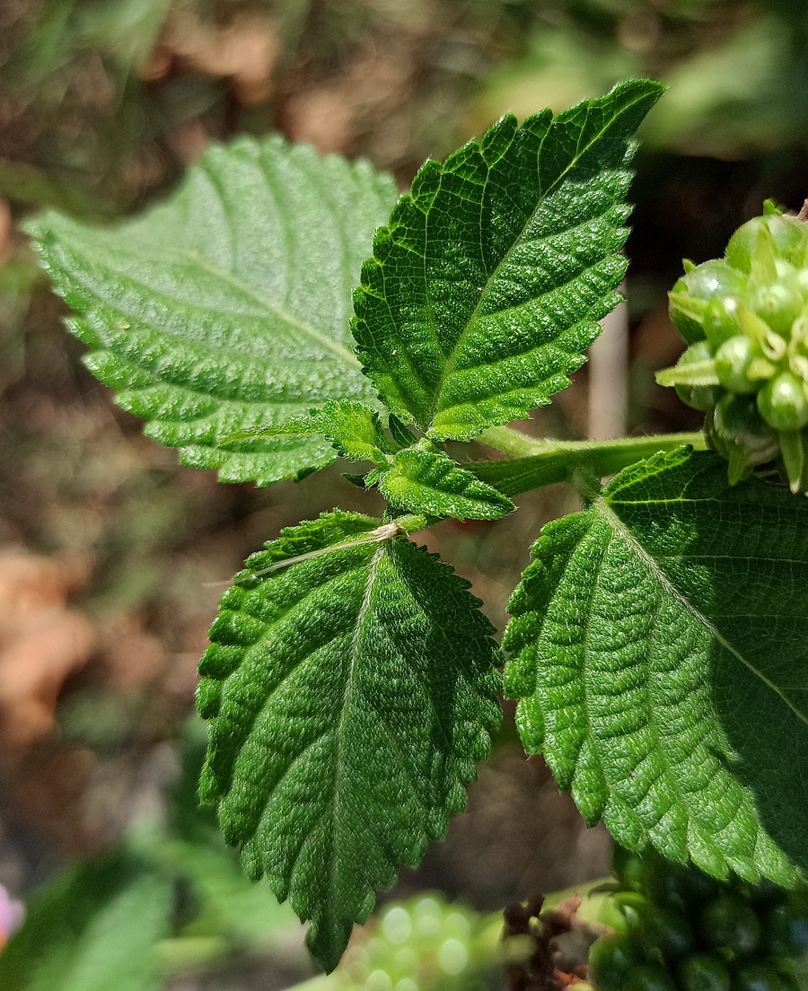 Изображение особи Lantana camara.