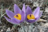 Pulsatilla taurica. Цветки. Крым, г/о Судак, окр. села Краснокаменка, гора Сандык-Кая, опушка дубового леса. 17.03.2025.