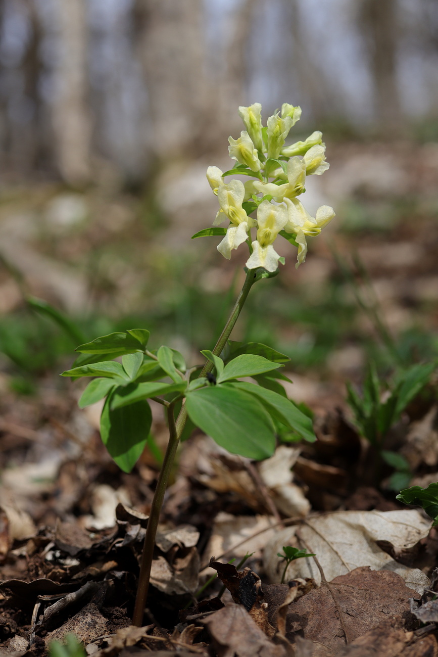 Image of Corydalis marschalliana specimen.