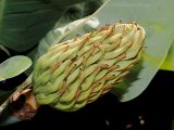 Смотреть изображение род Magnolia