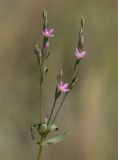 View full-size image Centaurium spicatum