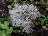 View full-size image Cladonia rangiformis