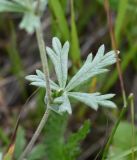 Смотреть изображение Potentilla argentea