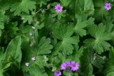 View full-size image Geranium molle