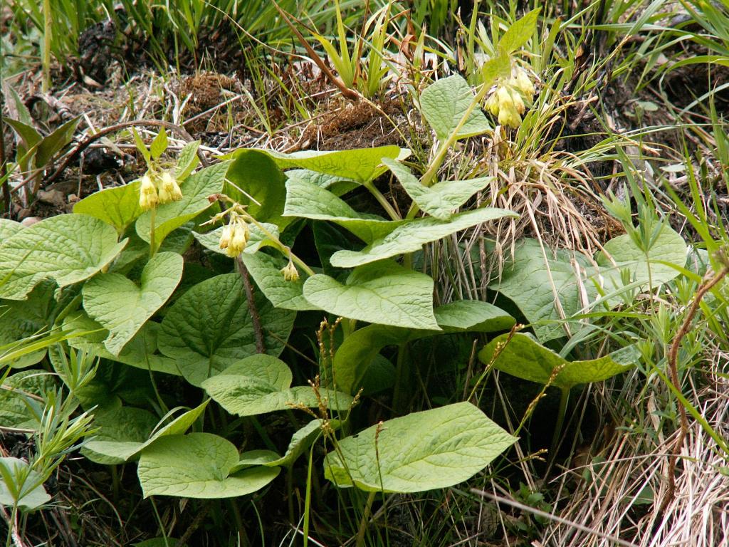 Image of Symphytum cordatum specimen.