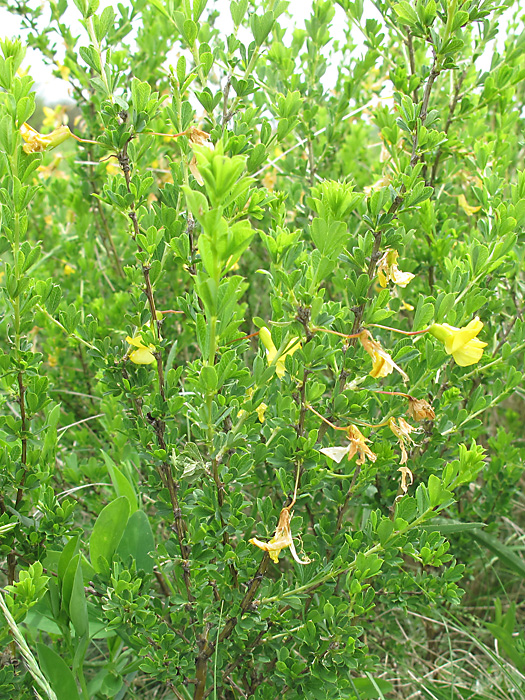 Image of Caragana frutex specimen.