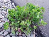 Trifolium pratense. Цветущее растение на антропогенной насыпи. Мурманская обл., окр. пгт Росляково, обочина дороги у подножья северо-восточного склона Большой Росляковской горы. 08.06.2011.