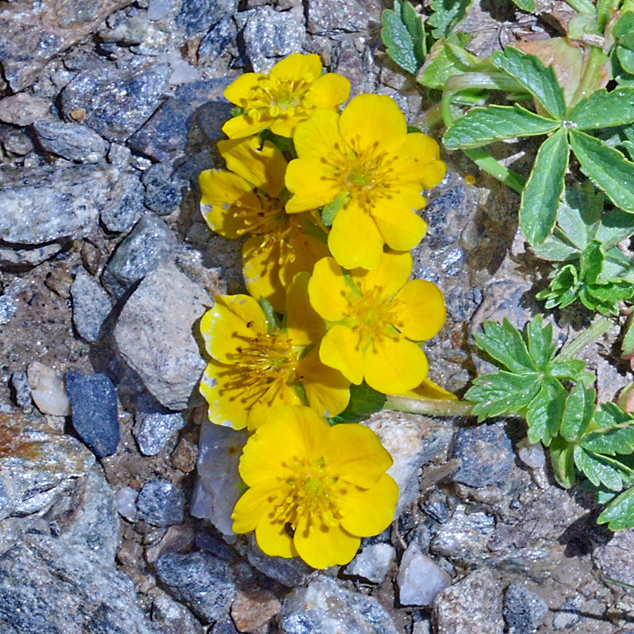 Image of Potentilla ruprechtii specimen.