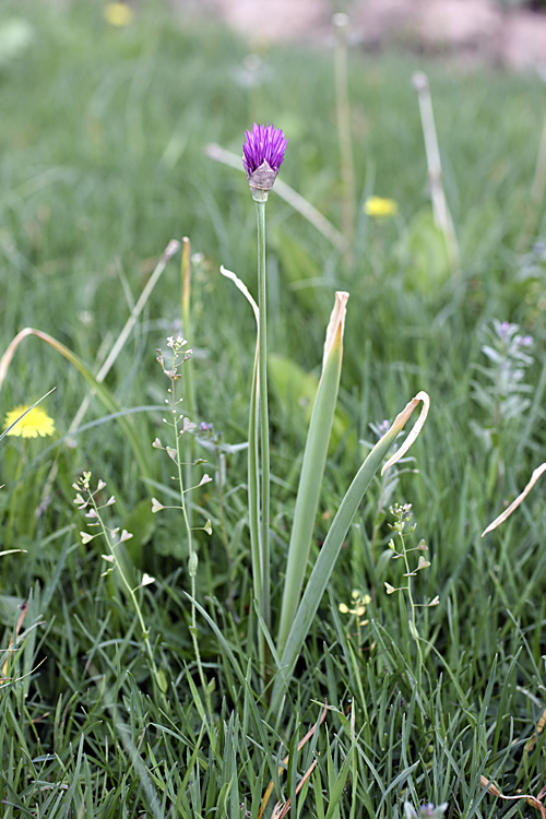 Image of Allium hissaricum specimen.