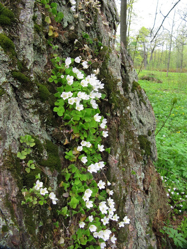 Изображение особи Oxalis acetosella.