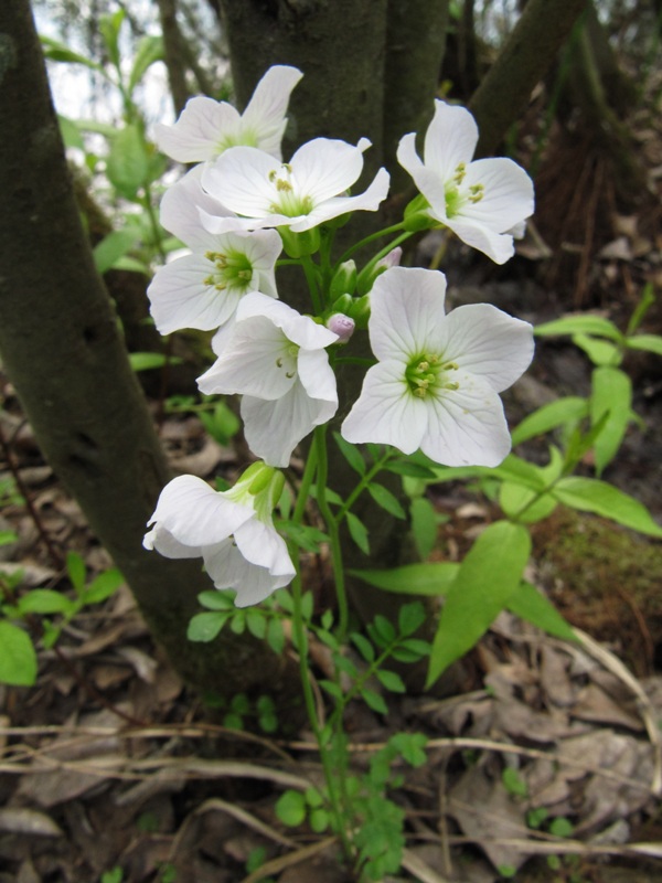 Изображение особи Cardamine pratensis.