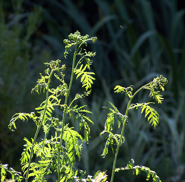 Image of Tanacetum vulgare specimen.