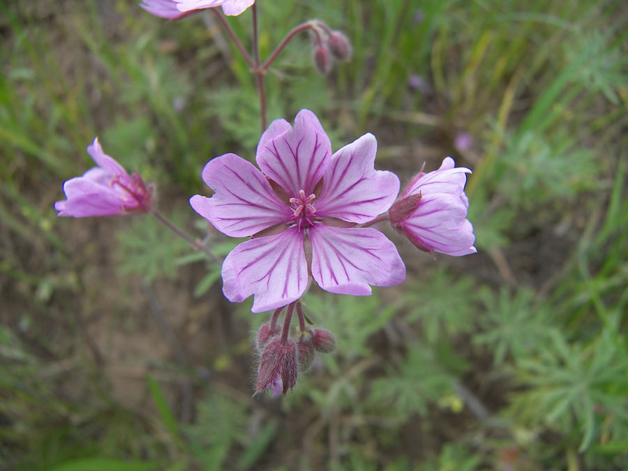 Изображение особи Geranium linearilobum.