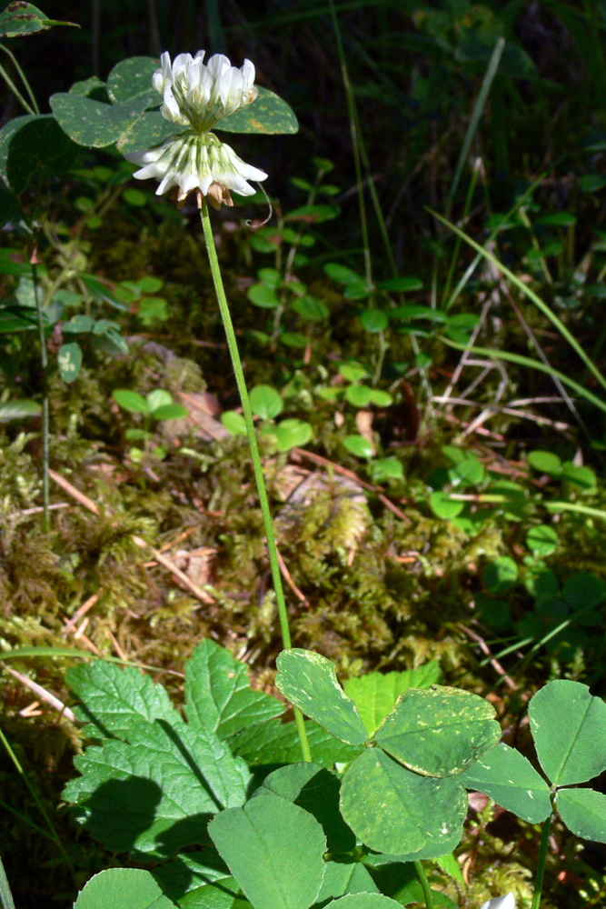 Image of Trifolium repens specimen.