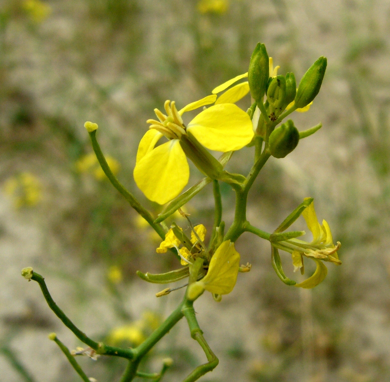 Изображение особи Sisymbrium septulatum.