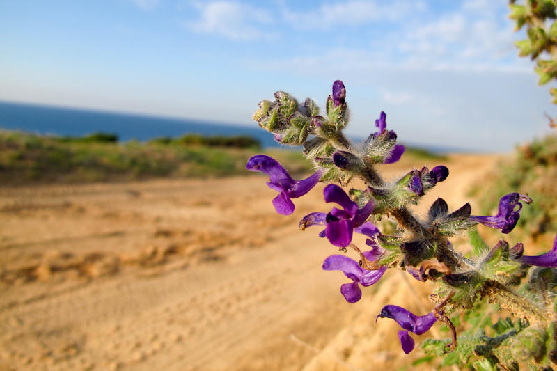 Image of Salvia lanigera specimen.