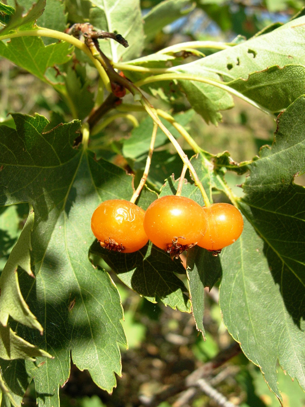 Image of Crataegus korolkowii specimen.