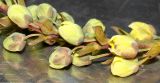 Mahonia bealei. Часть соцветия с распускающимися цветками. Германия, г. Кемпен, в культуре. 11.03.2012.