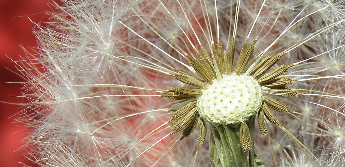 Изображение особи род Taraxacum.