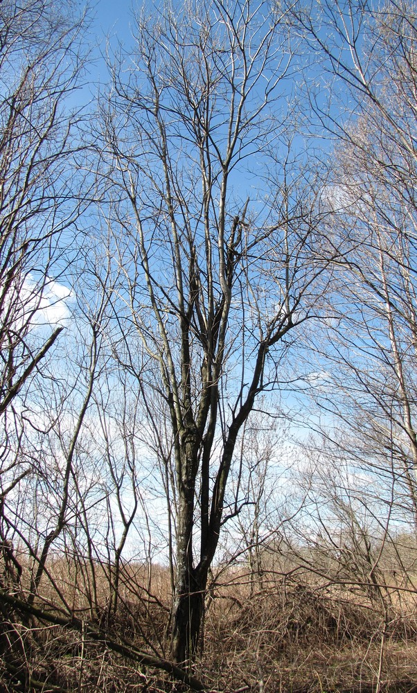 Изображение особи Salix myrsinifolia.