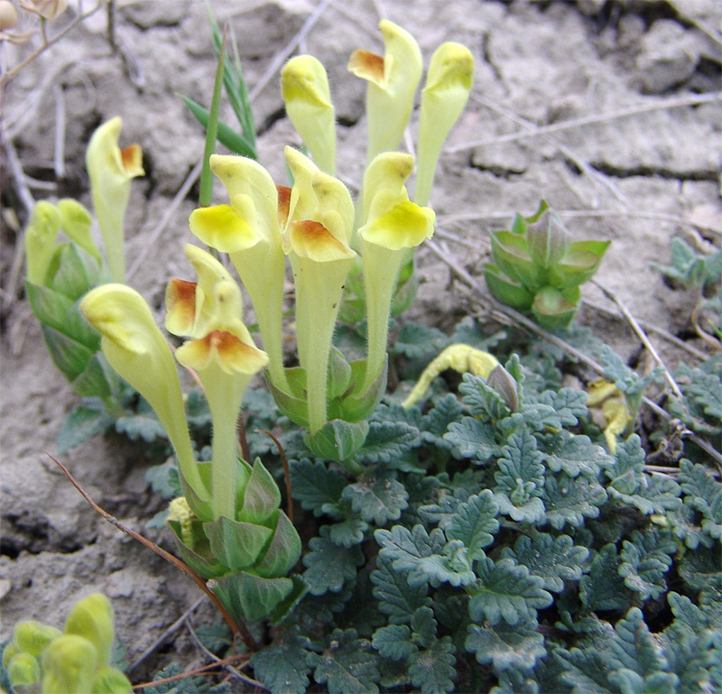 Image of Scutellaria orientalis specimen.