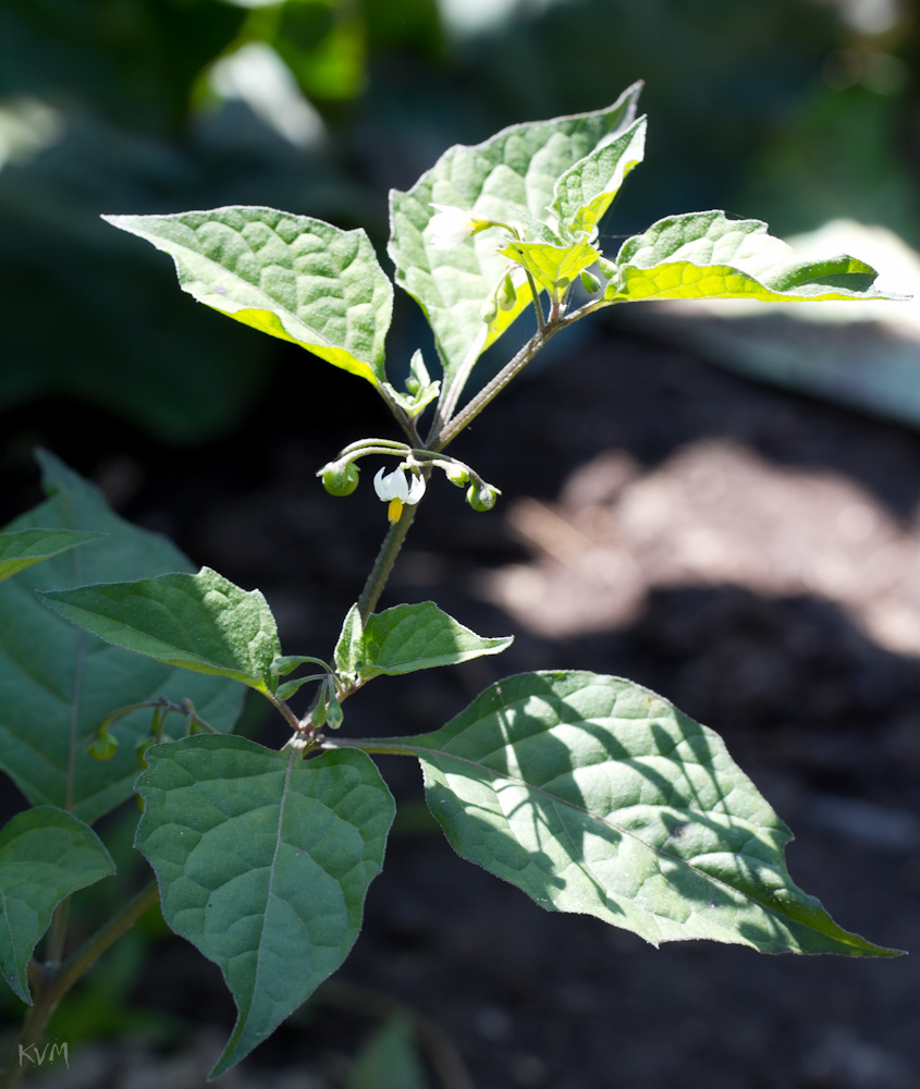 Изображение особи Solanum nigrum.