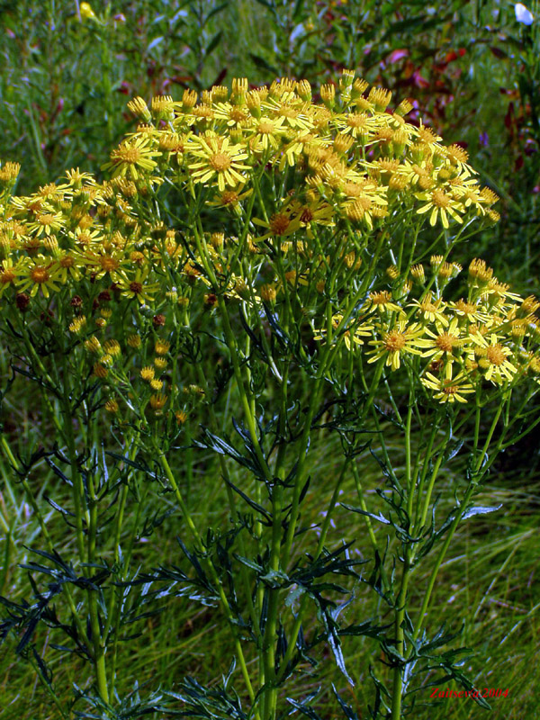 Image of Senecio erucifolius specimen.