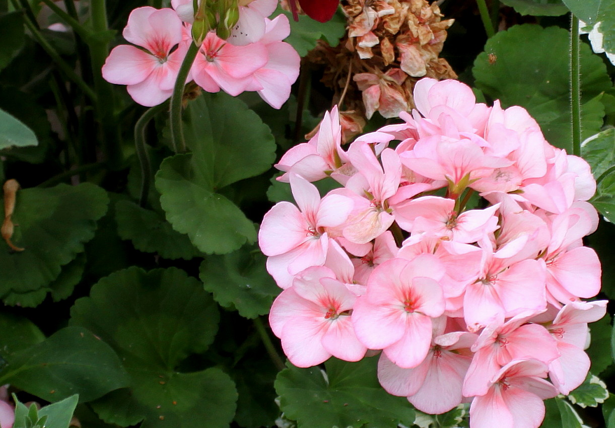 Изображение особи Pelargonium hortorum.