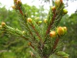 Picea glehnii