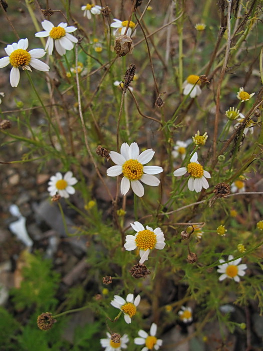 Image of Anthemis cotula specimen.