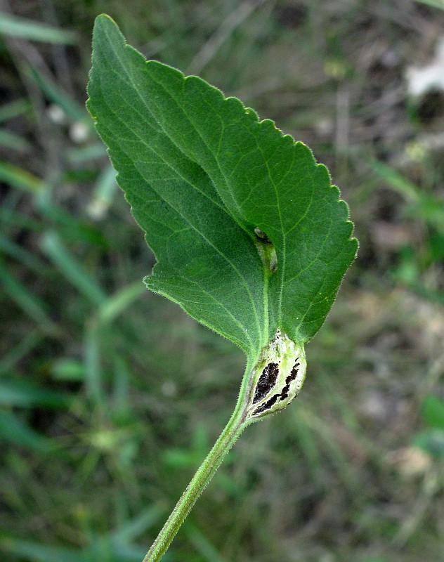 Image of Viola hirta specimen.