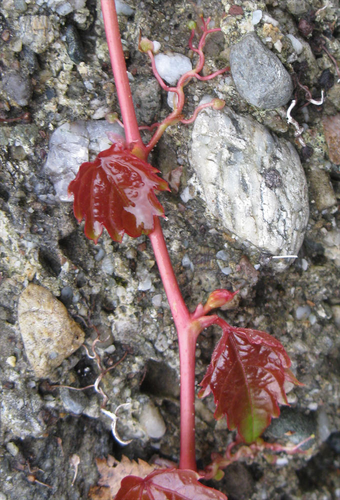 Image of Parthenocissus tricuspidata specimen.