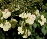 Hydrangea aspera подвид sargentiana. Часть соцветия с созревающими плодами и стерильными цветками. Германия, г. Krefeld, ботанический сад. 16.09.2012.