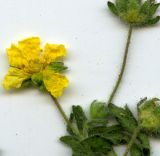 Potentilla heptaphylla. Часть соцветия. Курская обл., г. Железногорск, плотина вдхр. на р. Погарщина, на склоне. 9 мая 2009 г.