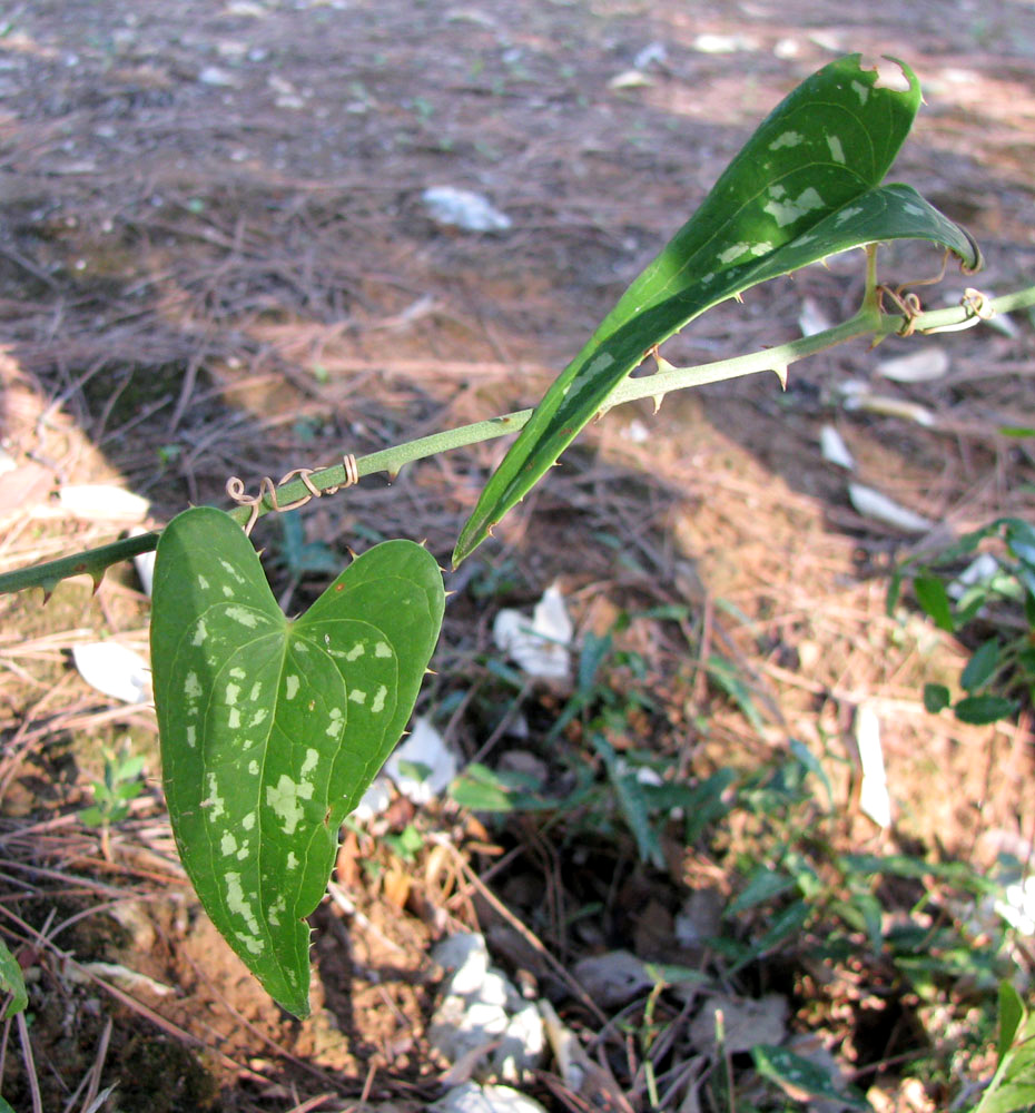 Изображение особи Smilax aspera.