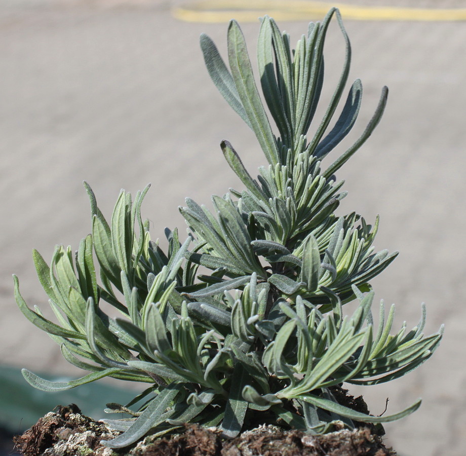 Image of Lavandula angustifolia specimen.