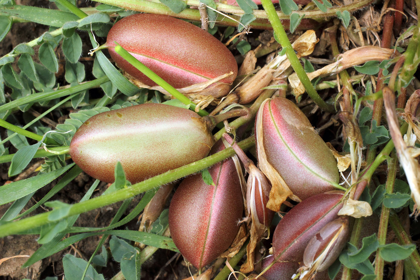 Image of Astragalus macronyx specimen.