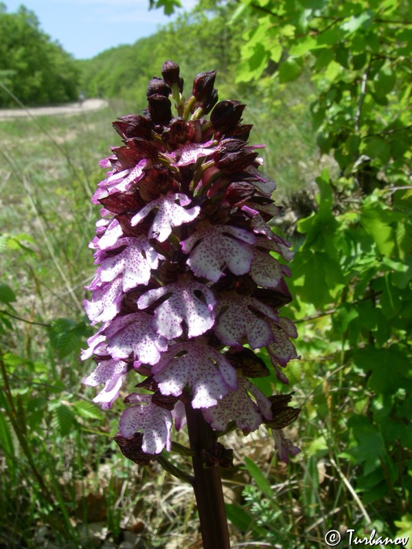 Image of Orchis purpurea specimen.