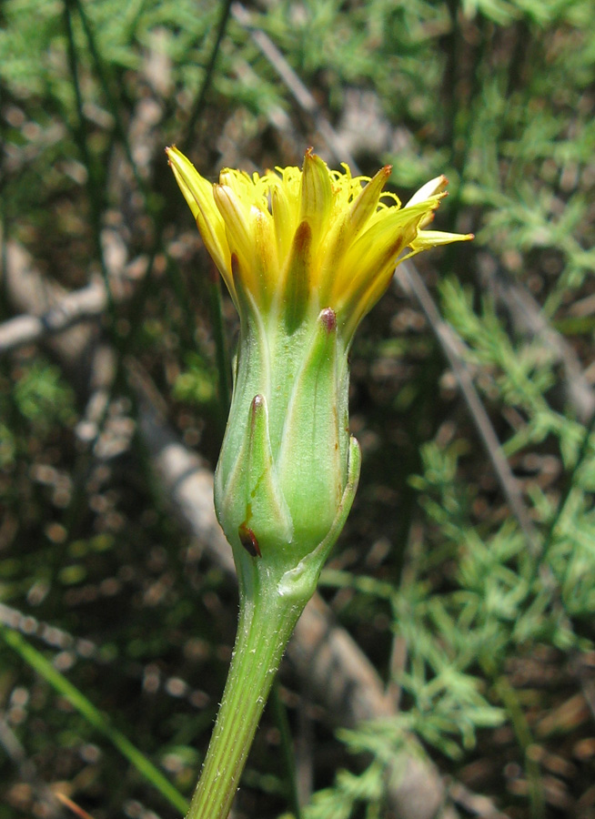 Image of Scorzonera parviflora specimen.