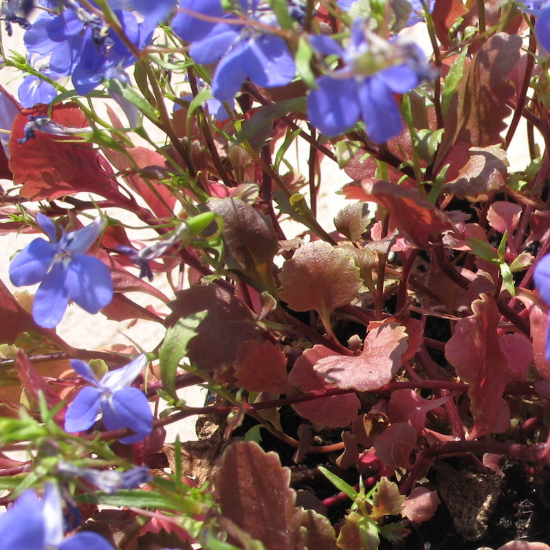 Image of Lobelia erinus specimen.