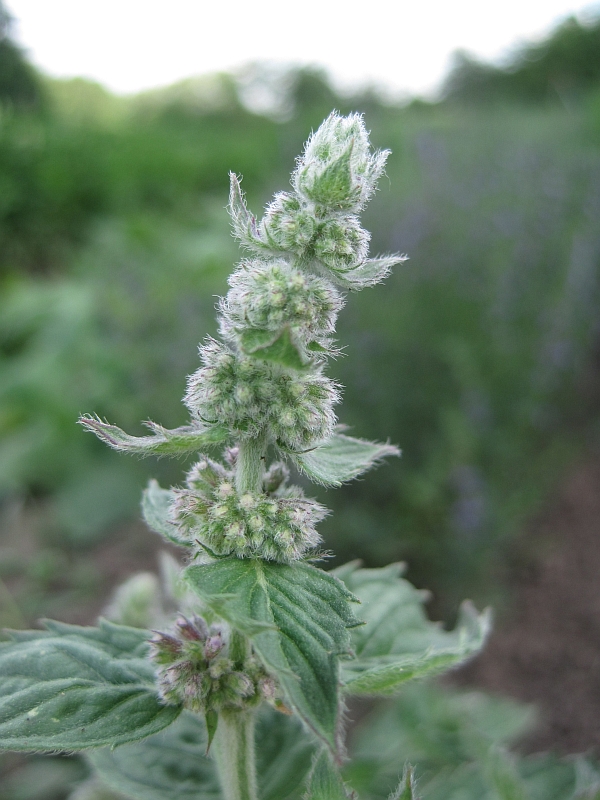 Image of genus Mentha specimen.