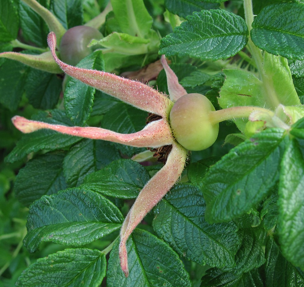 Image of Rosa rugosa specimen.