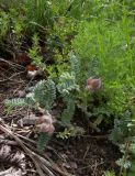 Astragalus ciceroides. Плодоносящее растение. Карачаево-Черкесия, Теберда, гора Лысая. 29.05.2013.