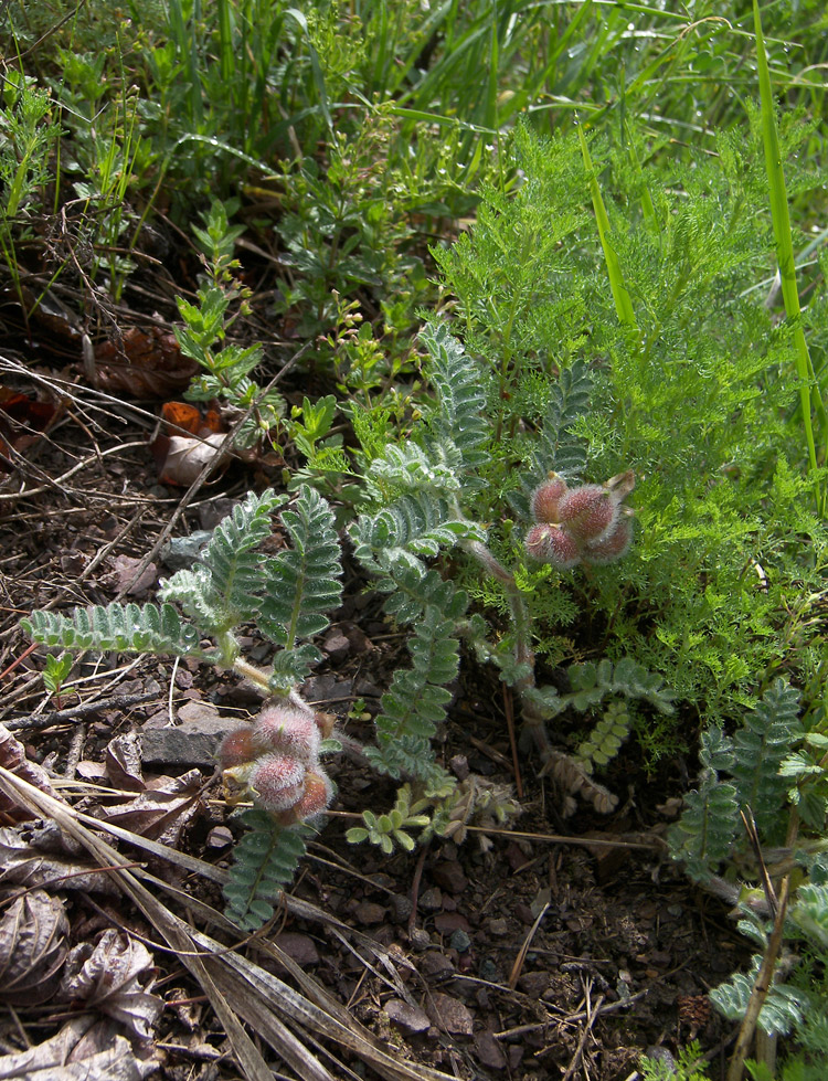 Image of Astragalus ciceroides specimen.