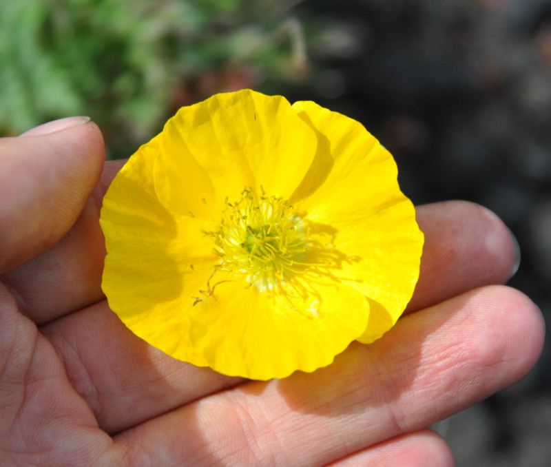 Image of Papaver microcarpum specimen.