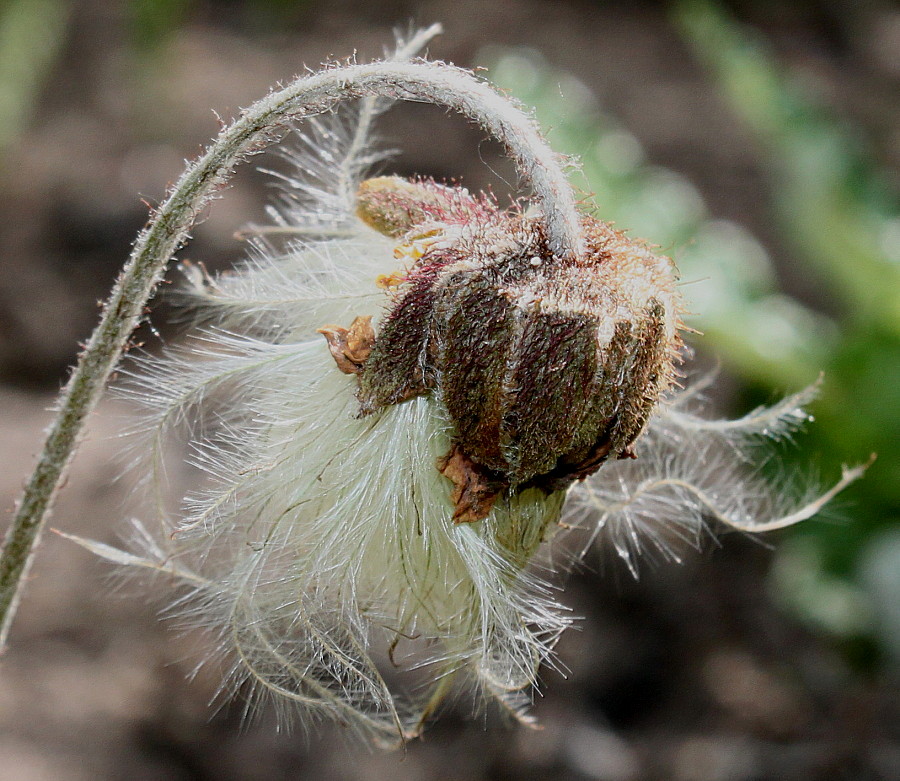 Image of Dryas &times; suendermannii specimen.