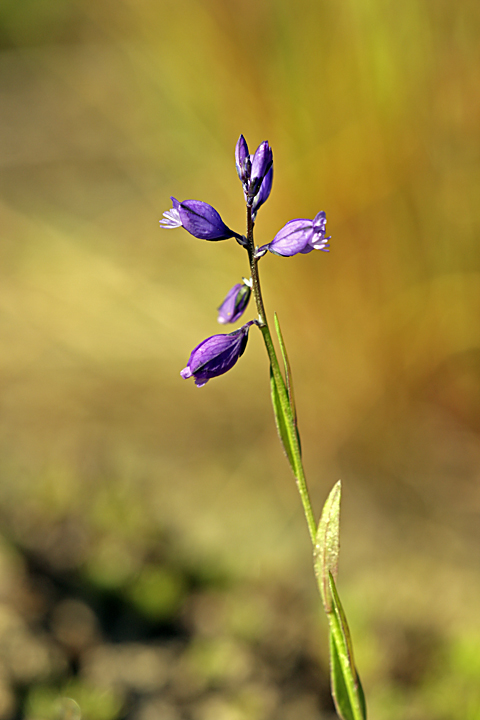 Image of Polygala amarella specimen.